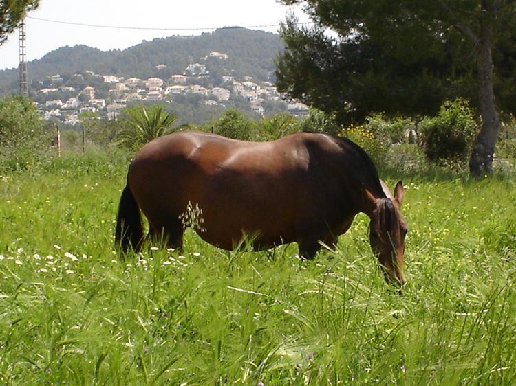 Finca mit Verkaufspferd in Javea