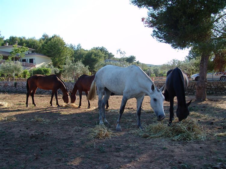 Finca mit Verkaufspferd in Javea